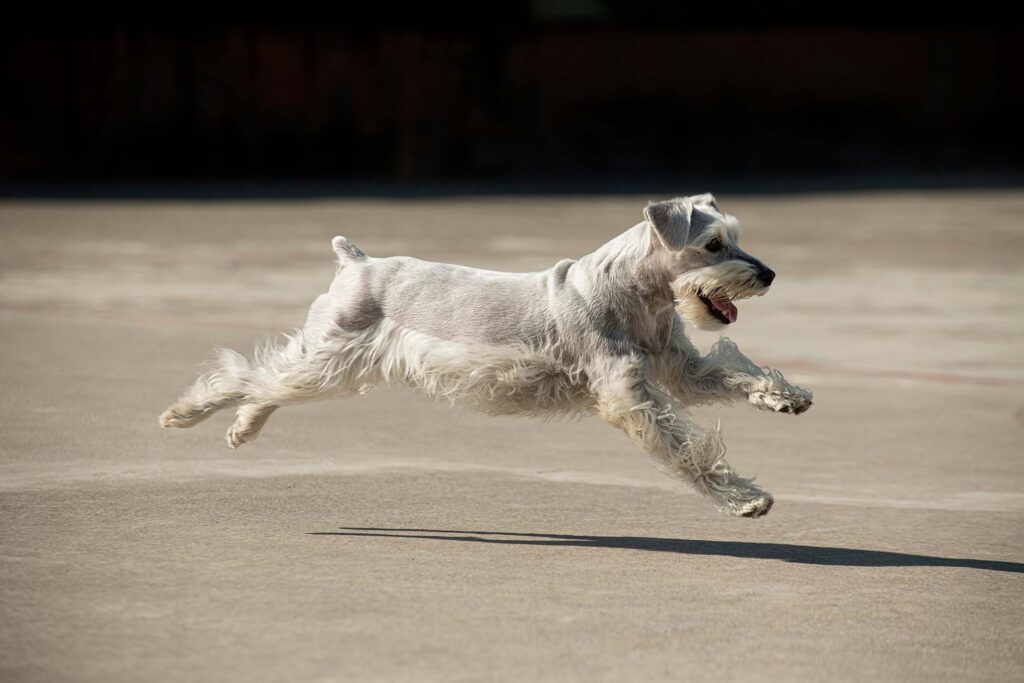 white schnauzer running - POOP 911 Blog