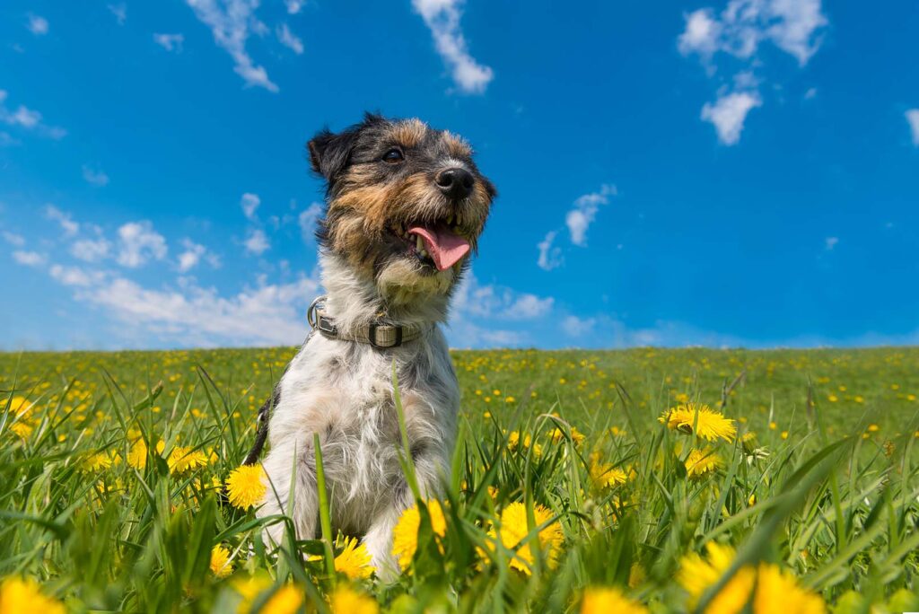 Springtime Tips for Dog Owners featuring a Jack Russell Terrier enjoying the first day of spring in a beautiful green meadow filled with dandelions.