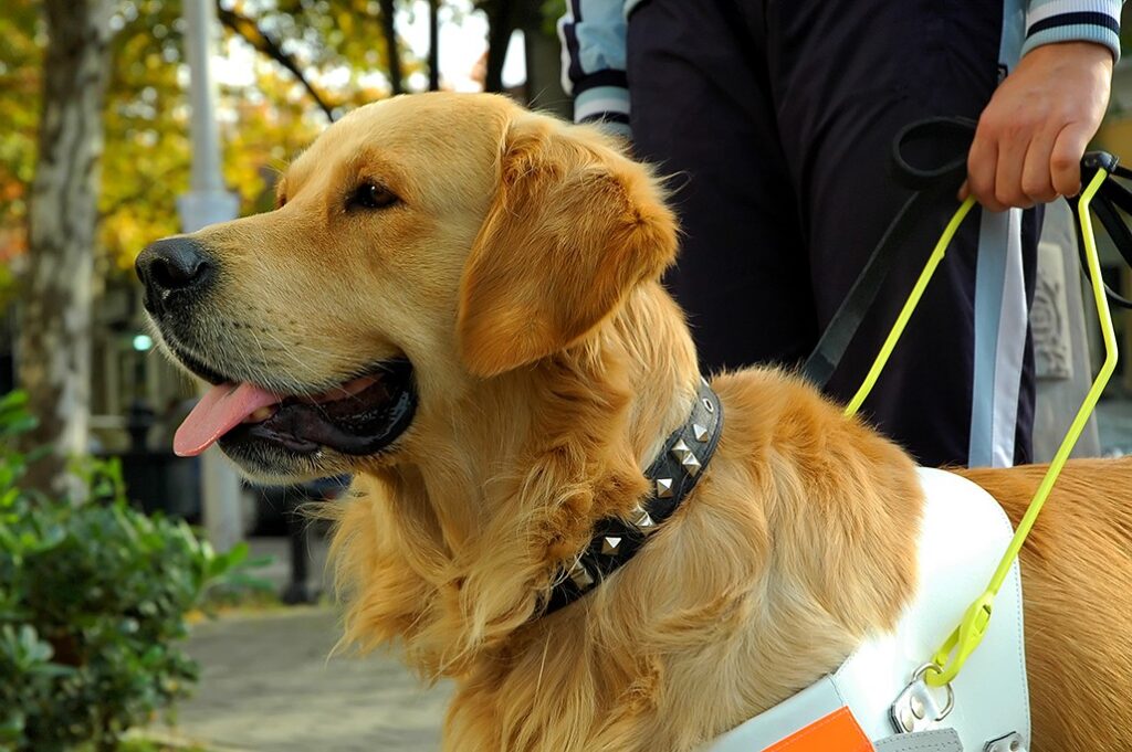Golden retriever service dog and disabled man going for a walk in the park.