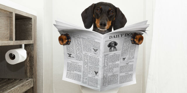 Dog on toilet seat reading newspaper