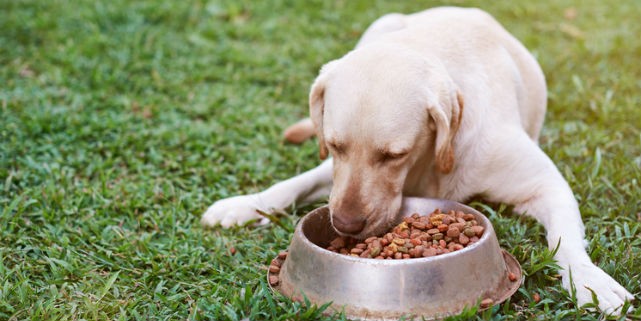 Brown labrador eating on green grass