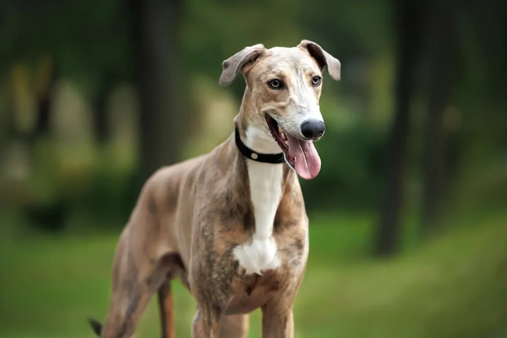 Happy Greyhound chilling in the backyard.