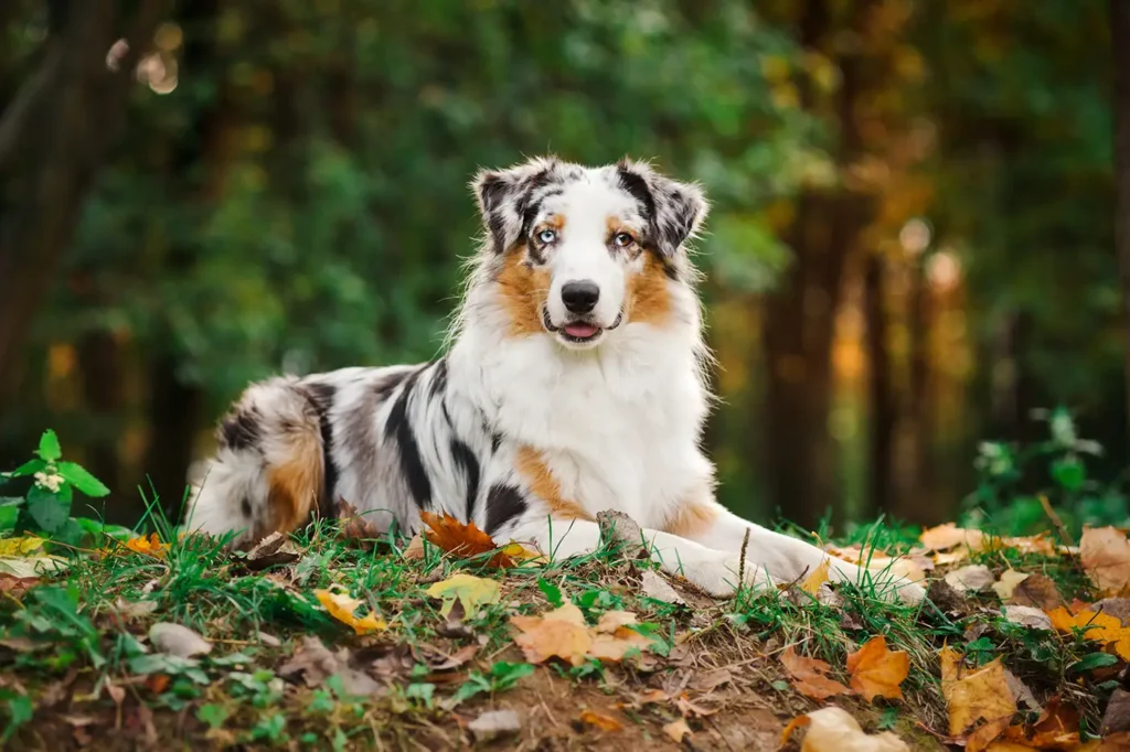 Beautiful Australian Shepherd chilling on the lawn and looking right at you.
