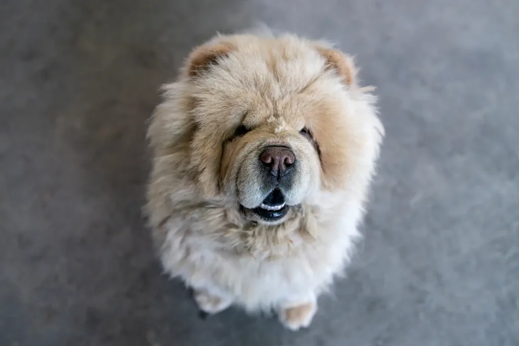Chow Chow adorable and super fluffy beige and white looking up and right at you.