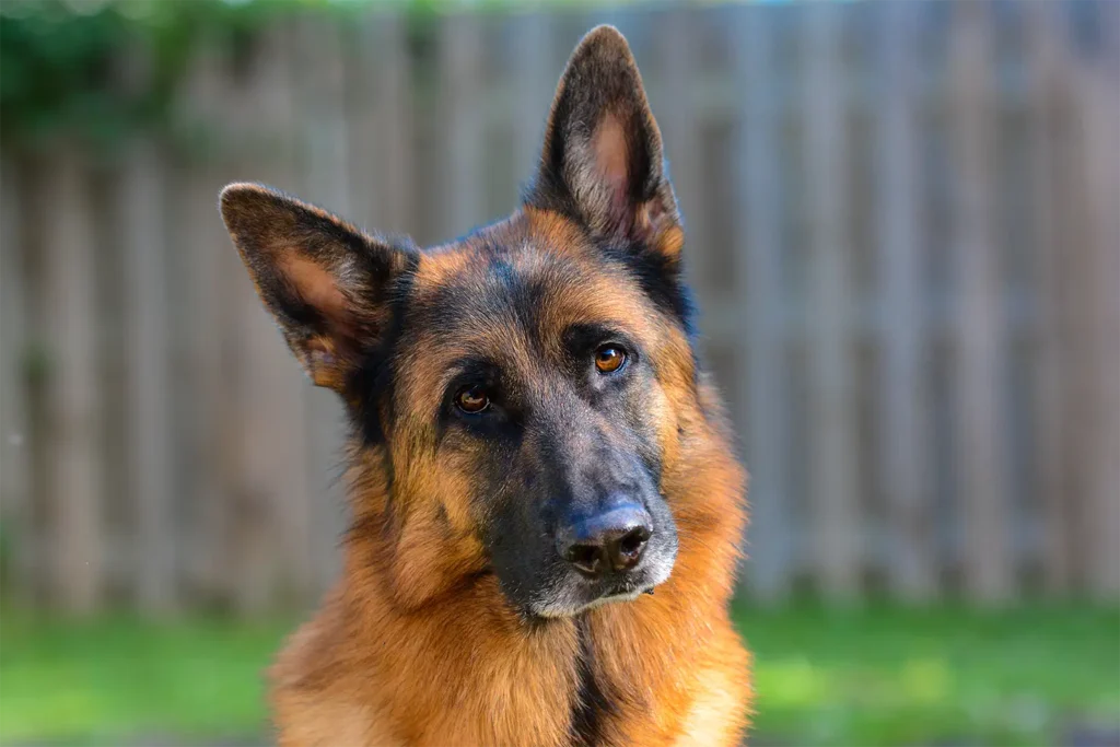 Beautiful black and brown German Shepherds looking right you. These dogs are the full package. They’re smart, loyal, athletic, and built to work hard while loving even harder.