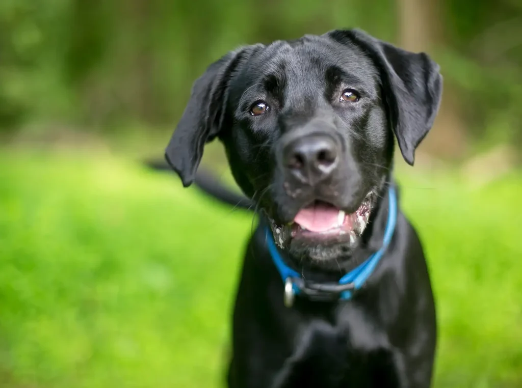 A beautiful dark colored Labrador Retriever staring at you and wanting to play.