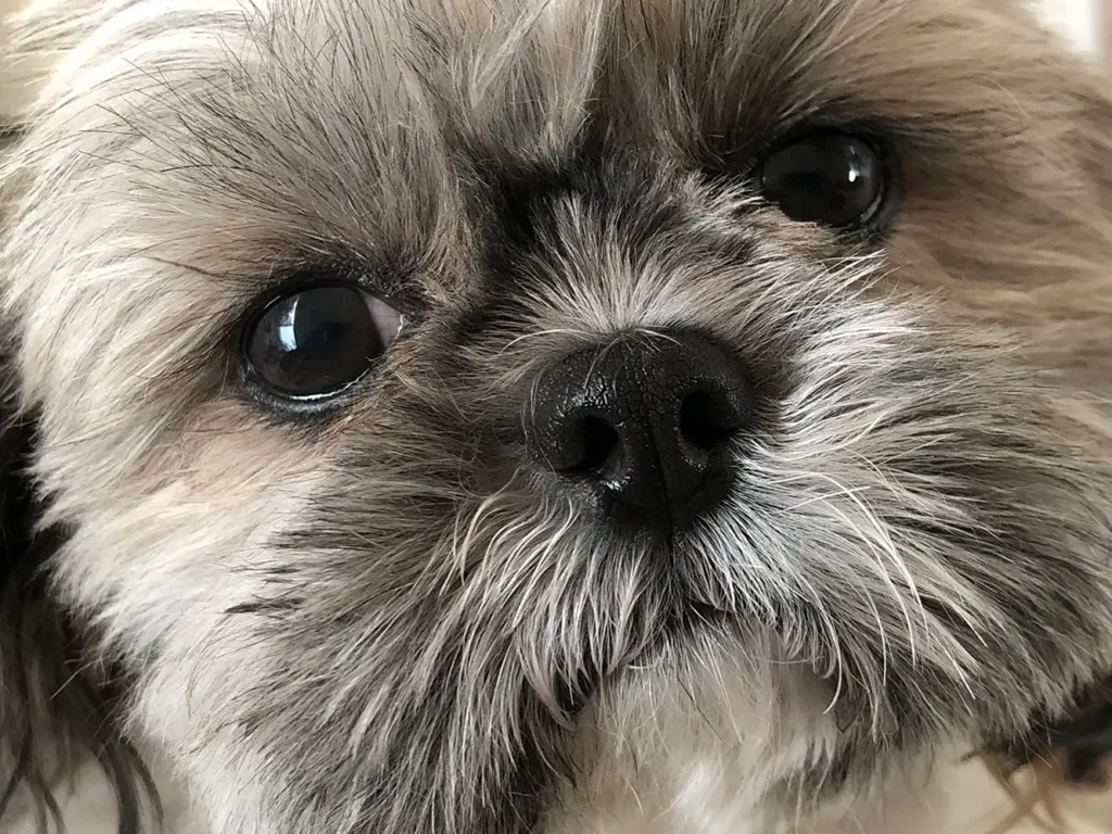 A close up of an adorable Shih Tzus dog.