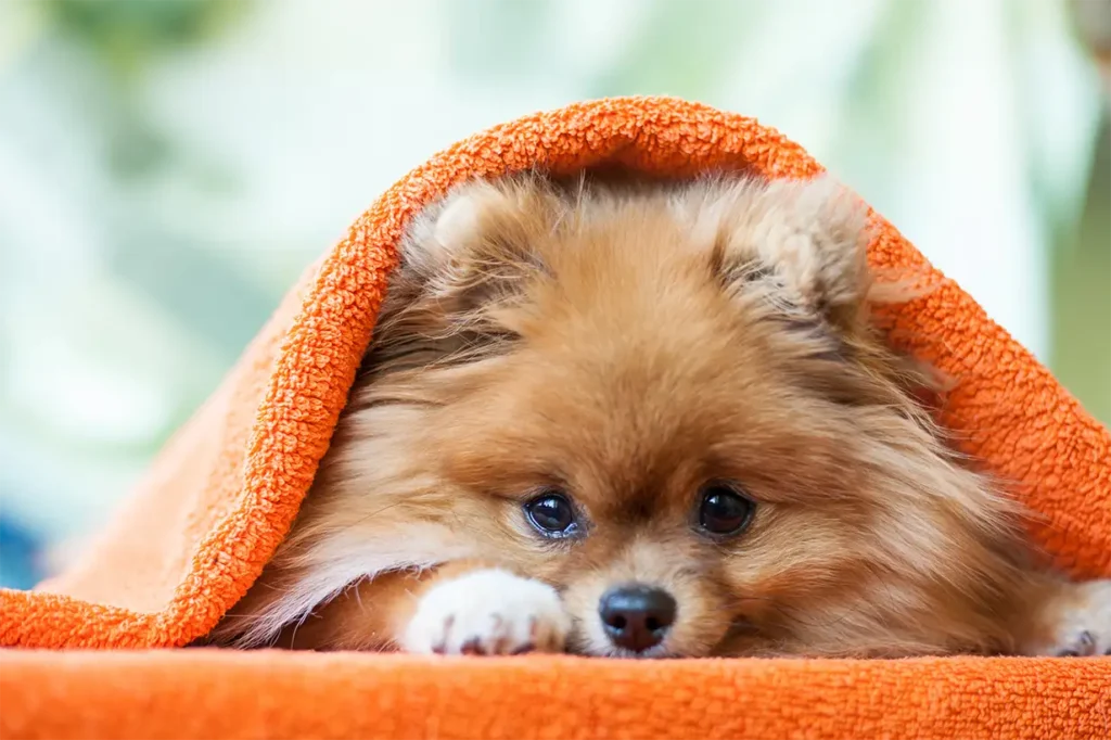 A Pomeranian puppy under an orange towel looking super cute.