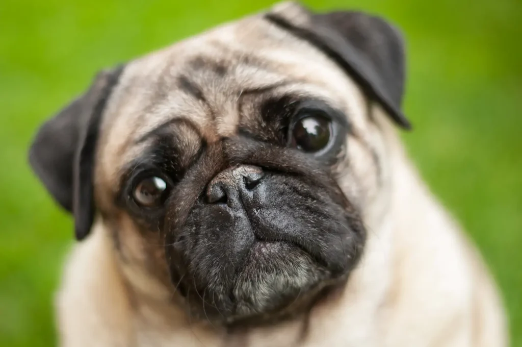 A cute Pug staring up at you from the yard.